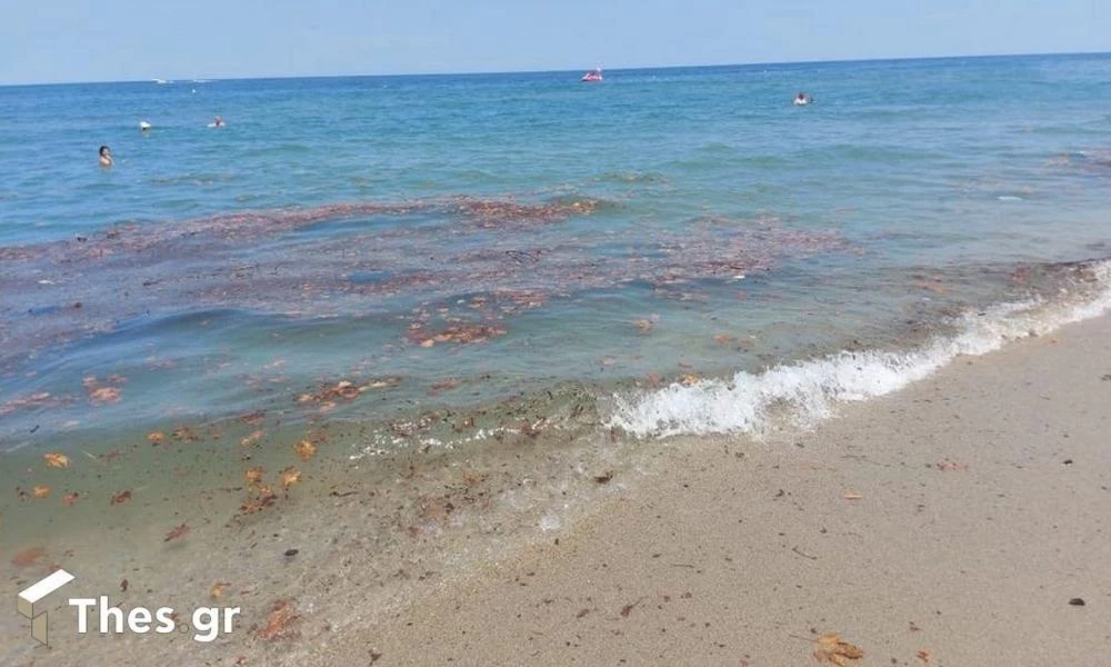 Πιερία: Δεν πίστευαν στα μάτια τους με αυτά που ξέβρασε η θάλασσα